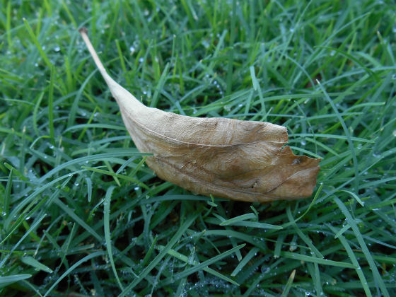 Leaf on Grass