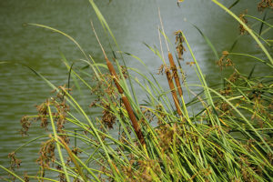 Cattails, Payson Founders Park