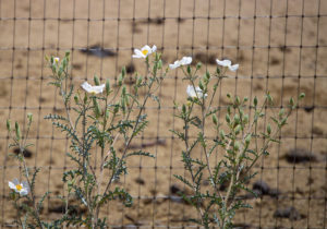 Mohave Prickly Poppies