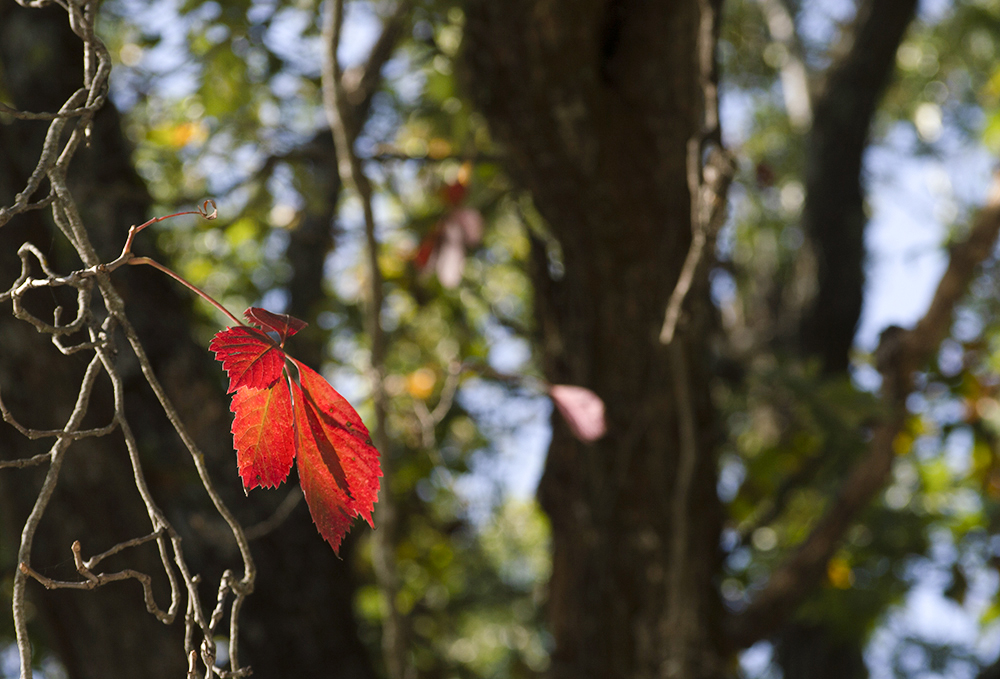 red-leaf