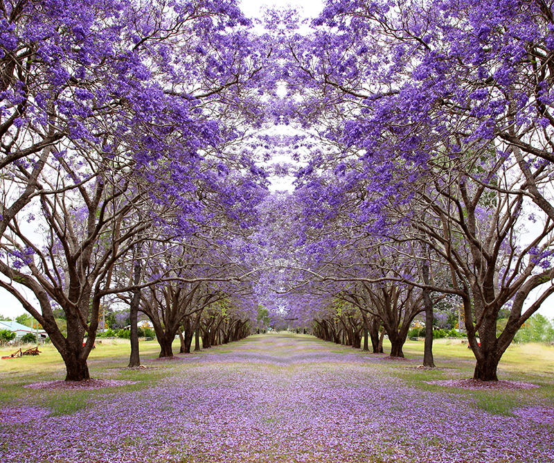 jacaranda