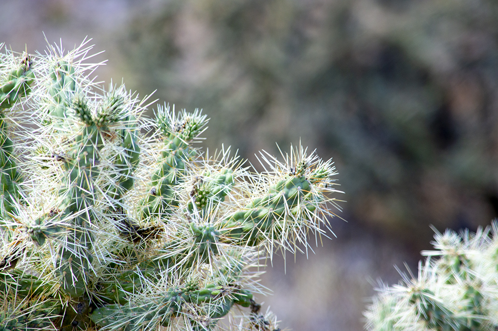 cholla-detail
