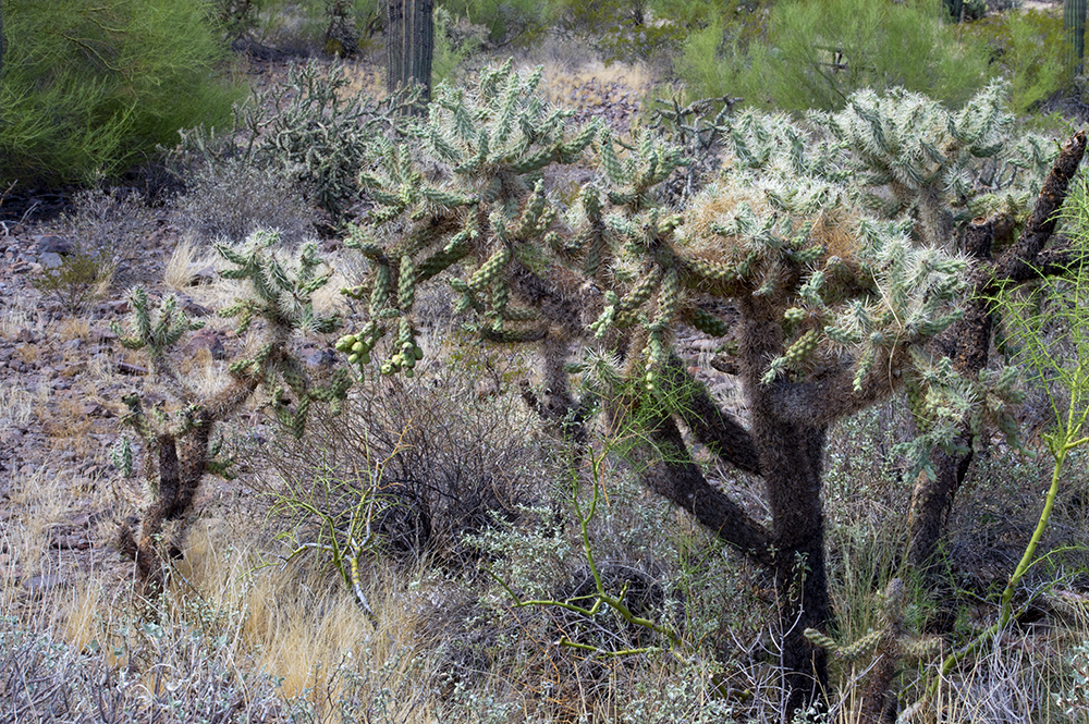 cholla-stand