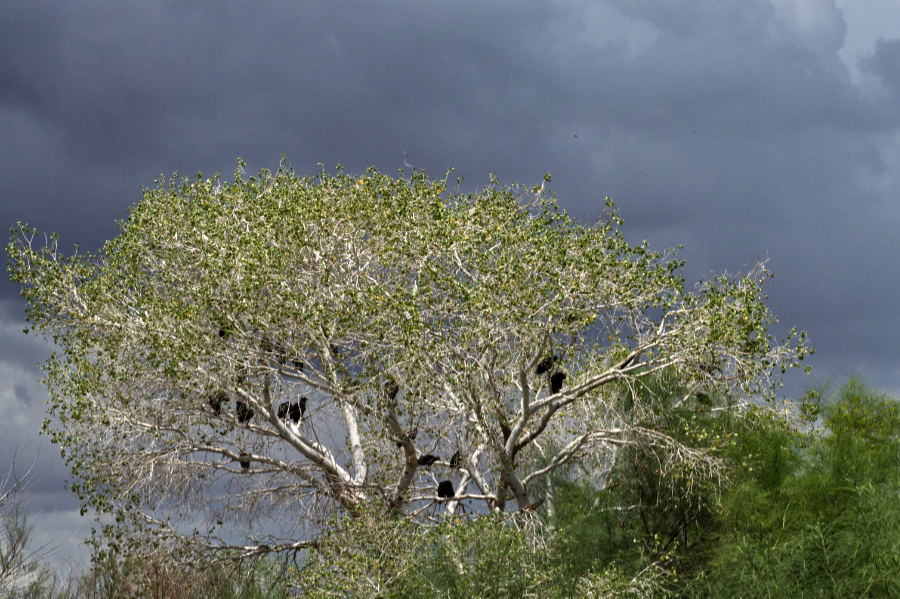 Cottonwood Crows