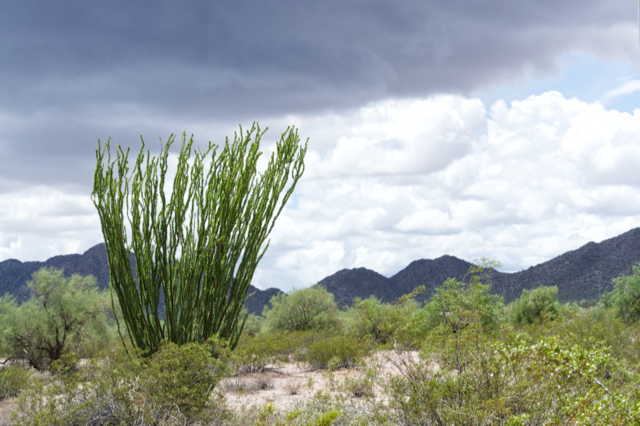 ocotillo
