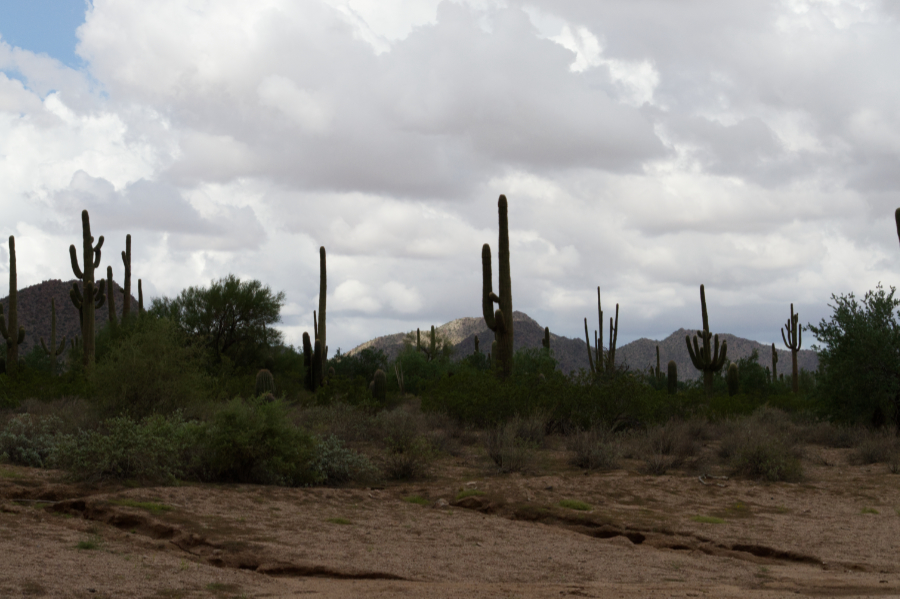 saguaro-forest
