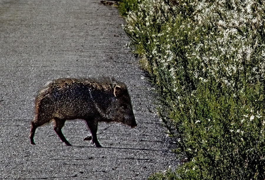 javelina