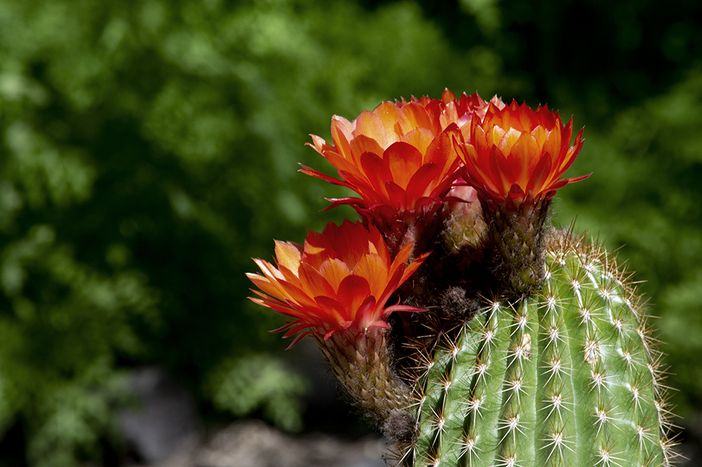 cactus-bloom