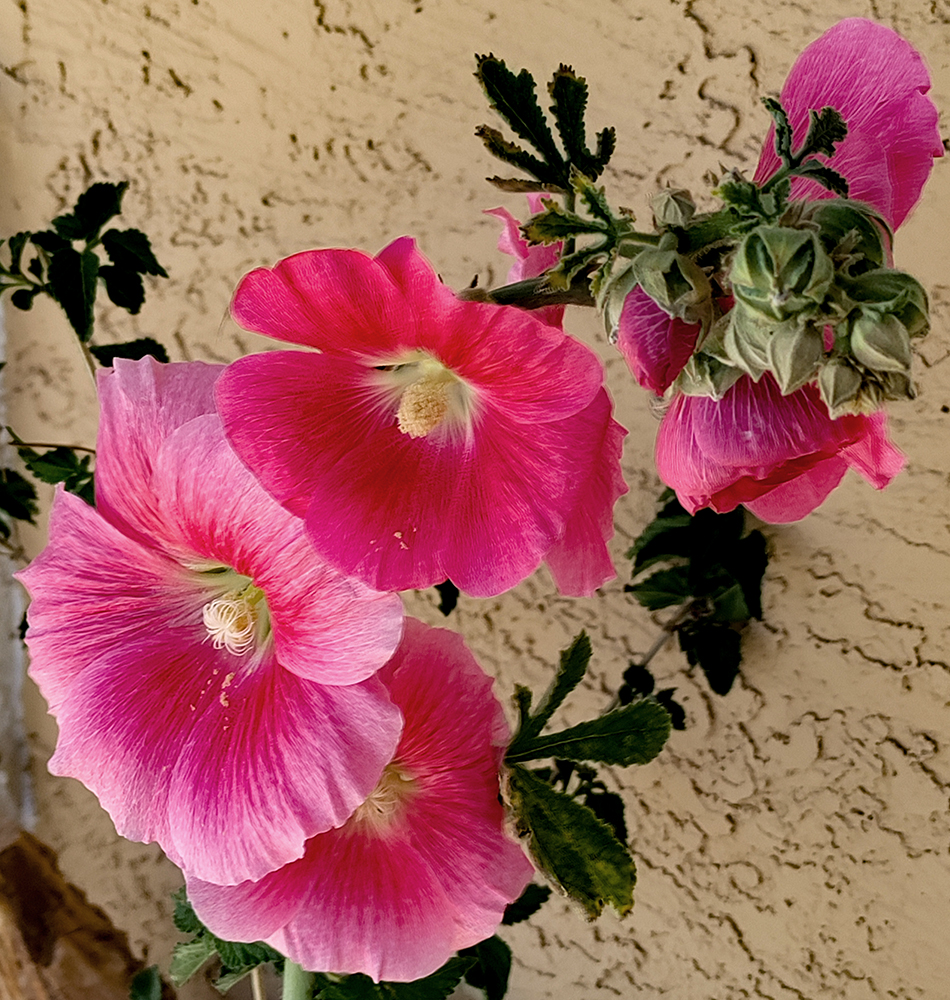 hollyhocks