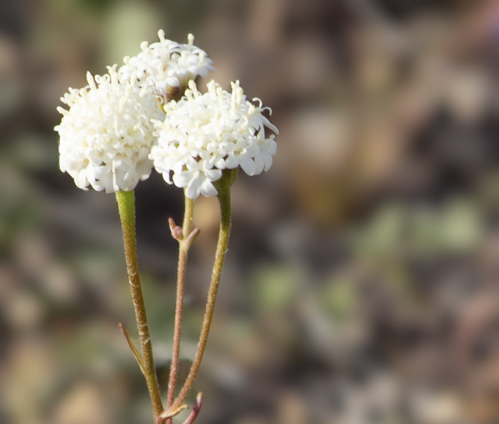 white-cluster