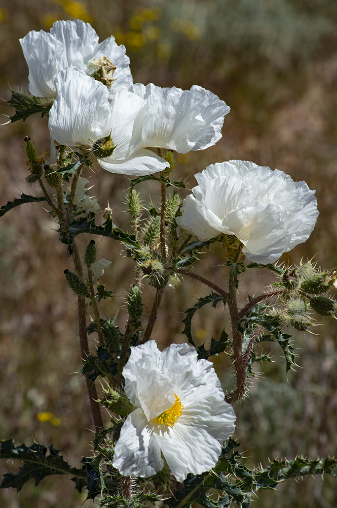 white-poppies-vertical