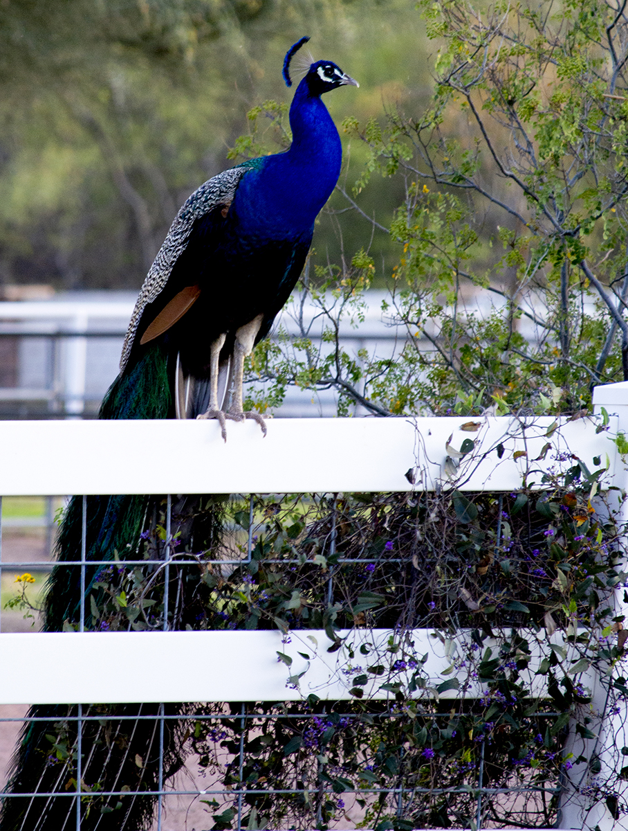 peacock