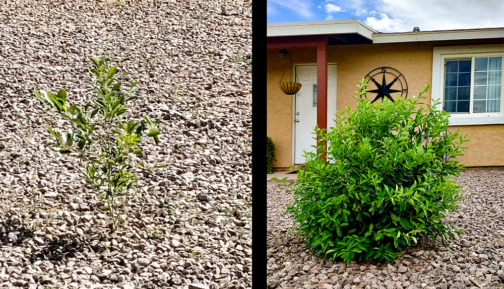 lemontree-beforeafter