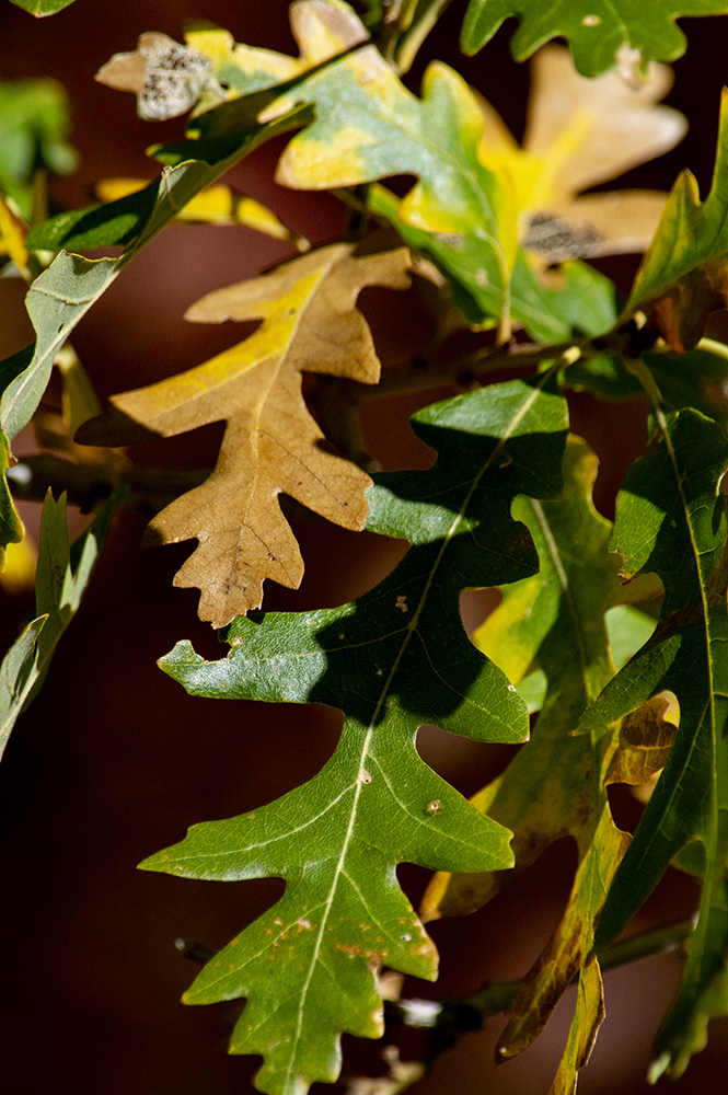 oak leaves