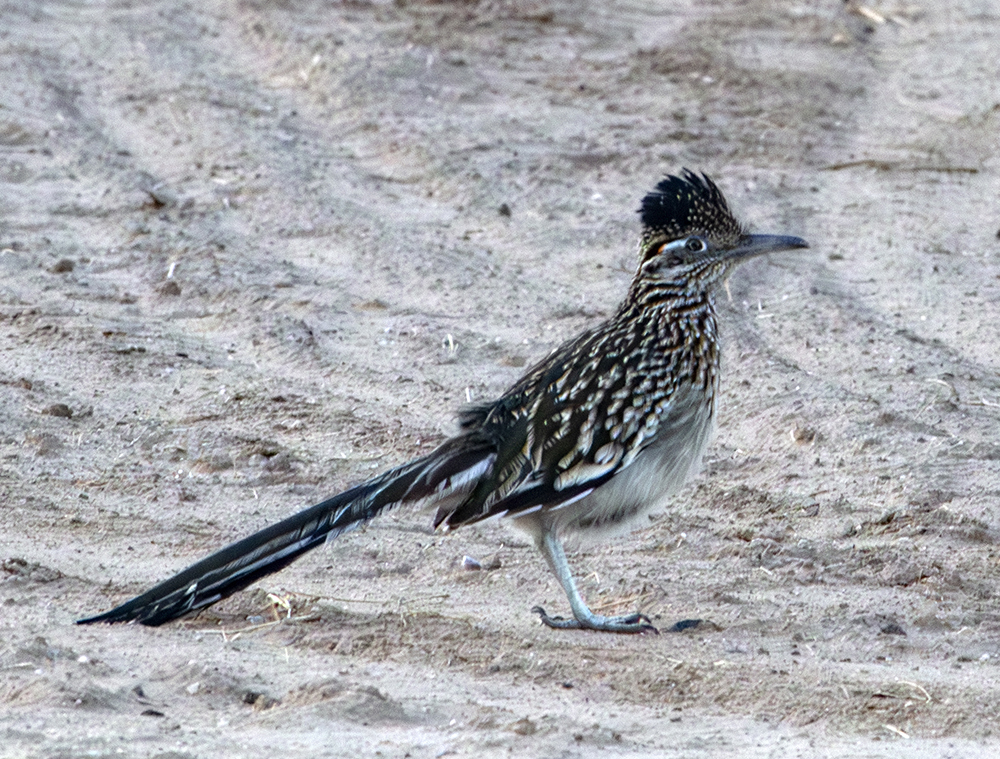 roadrunner