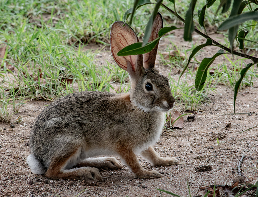 cottontail