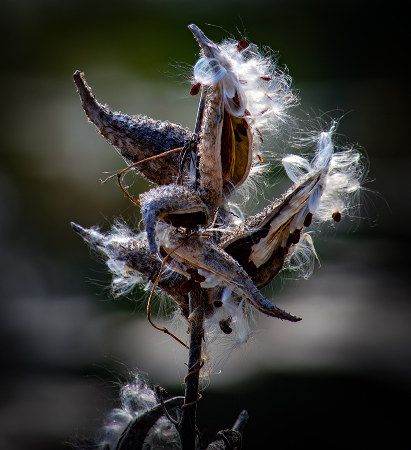 milkweed