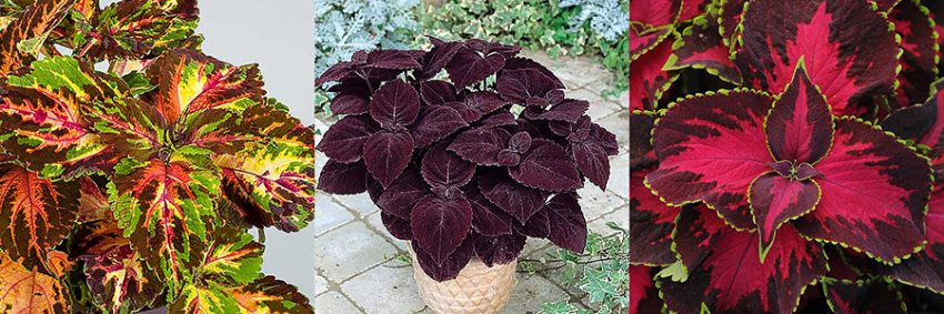 coleus-trio