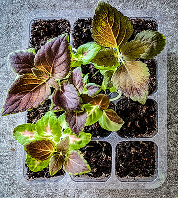 coleus-getting-big